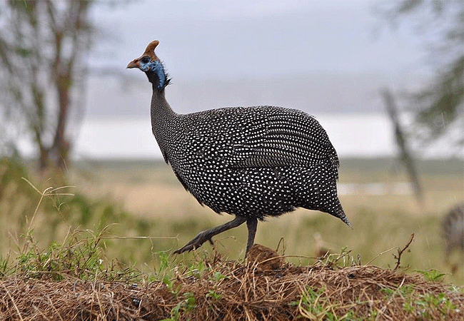 flamingo-hill-tented-camp-lake-nakuru-national-park-helmeted-guineafowl Flamingo Hill Tented Camp Lake Nakuru