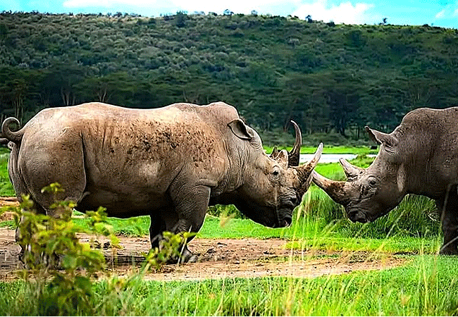 flamingo-hill-tented-camp-lake-nakuru-national-park-kenya's-first-rhino-sanctuary Flamingo Hill Tented Camp Lake Nakuru National Park Kenya