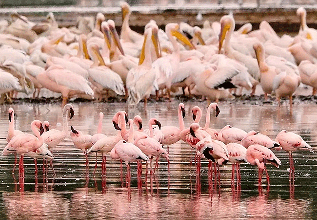 flamingo-hill-tented-camp-lake-nakuru-national-park-pink-flamingos-and-white-pelicans Flamingo Hill Tented Camp Lake Nakuru National Park Kenya