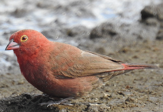 flamingo-hill-tented-camp-lake-nakuru-national-park-red-billed-firefinch Flamingo Hill Tented Camp Lake Nakuru National Park Kenya