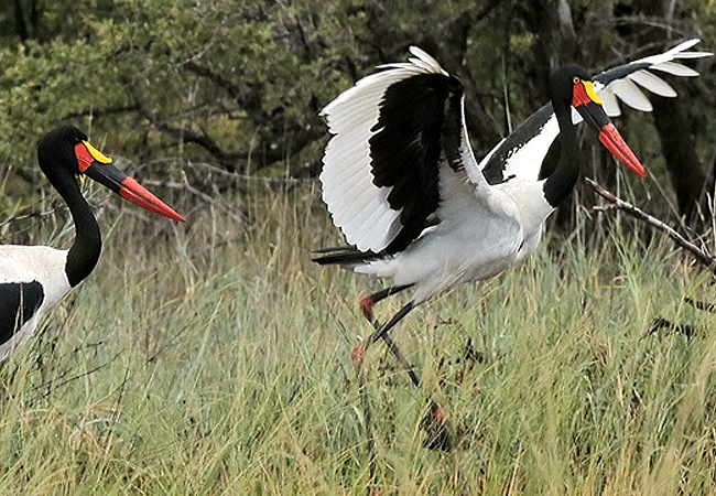 flamingo-hill-tented-camp-lake-nakuru-national-park-saddle-billed stork Flamingo Hill Tented Camp Lake Nakuru National Park Kenya