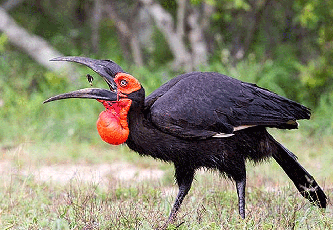 flamingo-hill-tented-camp-lake-nakuru-national-park-southern-ground-hornbill-bird Flamingo Hill Tented Camp Lake Nakuru