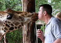 Giraffe Center Nairobi Day Tour – Kenya