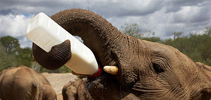 David Sheldrick Elephant Orphanage Giraffe Centre Nairobi Tour