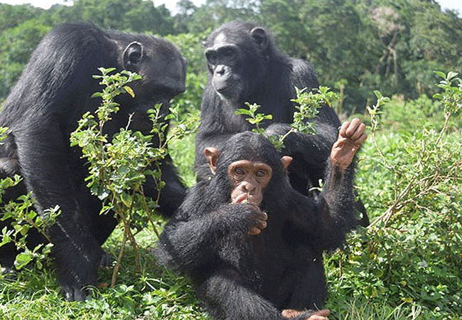 Kampala Day Tours Ngamba Island