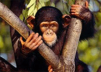 Budongo Forest Reserve Chimpanzee Trekking Day Trip Safari – Uganda