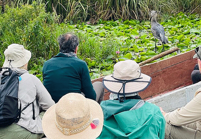 Kampala Day Tours 1-Day Mabamba Swamp Birding Tour – Shoebill Stork