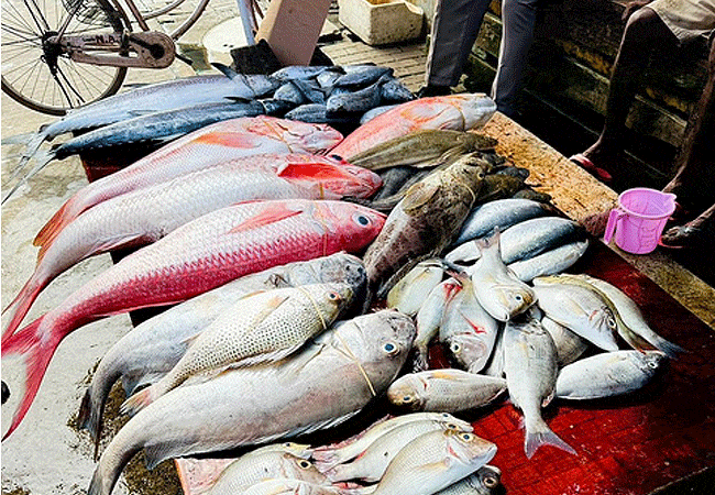 Dar-es-salaam City Tour Full Day Excursion