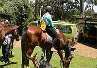 Kawamwaki Farm Limuru Horse Riding Nairobi Day Tour – Kenya