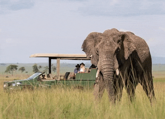 kenya-safari-tours-masai-mara-game-drive-is-a-guided-tour-in-a-4x4-vehicle-through-the-masai-mara-national-reserve-to-spot-wildlife-in-their-natural-habitat Kenya Safari Tours