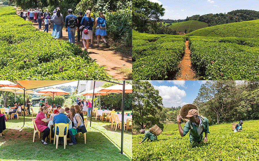 Tea Farm Day Tour Kiambethu Limuru