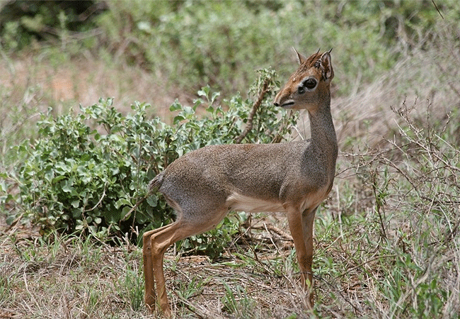 kiboko-river-camp-tsavo-east-national-park-dikdik-antelopes Kiboko Camp Tsavo East National Park