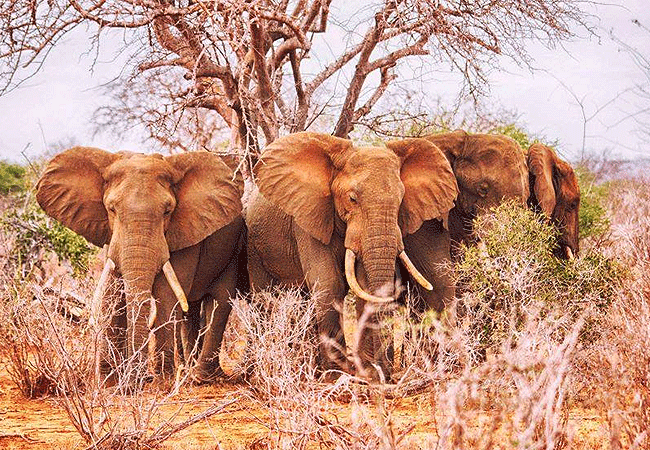 kiboko-river-camp-tsavo-east-national-park-elephant-clan Kiboko Camp Tsavo East National Park