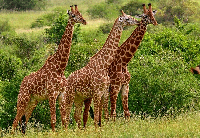 kiboko-river-camp-tsavo-east-national-park-giraffes Kiboko Camp Tsavo East National Park