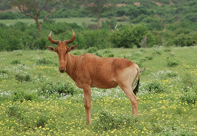 kiboko-river-camp-tsavo-east-national-park-hartebeest Kiboko Camp Tsavo East National Park