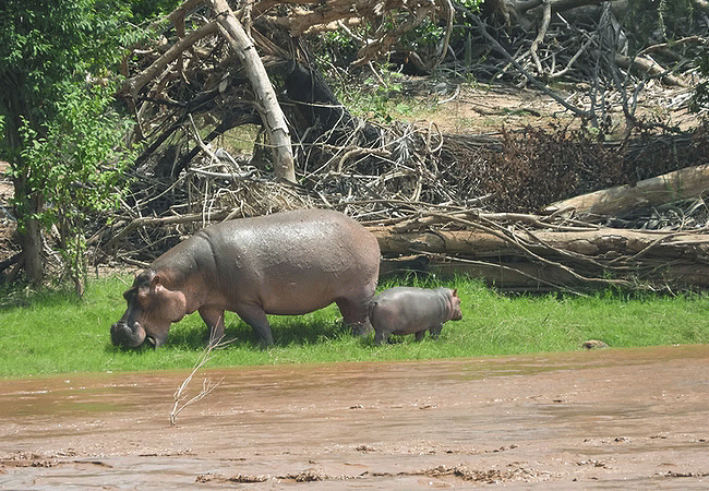 kiboko-river-camp-tsavo-east-national-park-hippopotamus Kiboko Camp Tsavo East National Park