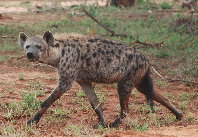 kiboko-river-camp-tsavo-east-national-park-spotted hyena Kiboko Camp Tsavo East National Park