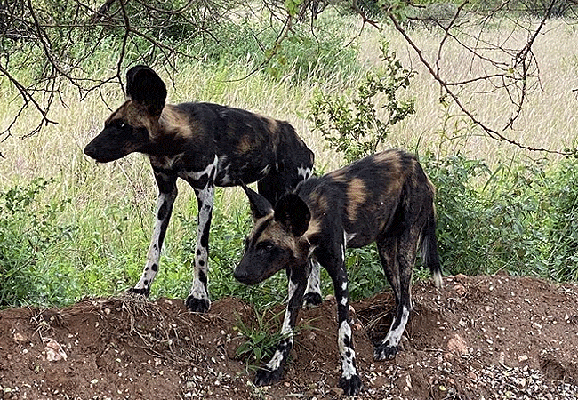 kilaguni-serena-safari-lodge-tsavo-west-national-park-kenya-african-wild-dogs Kilaguni Serena Safari Lodge