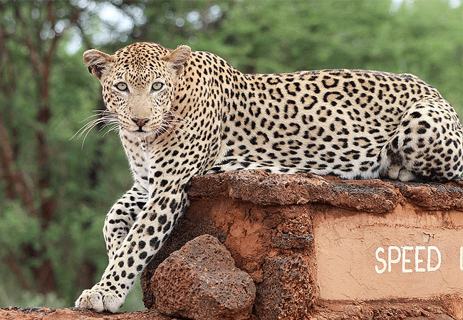 kilaguni-serena-safari-lodge-tsavo-west-national-park-kenya-leopard Kilaguni Serena Safari Lodge