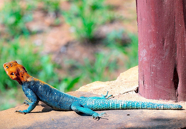 kilaguni-serena-safari-lodge-tsavo-west-national-park-kenya-red-headed rock agama-lizard Kilaguni Serena Safari Lodge