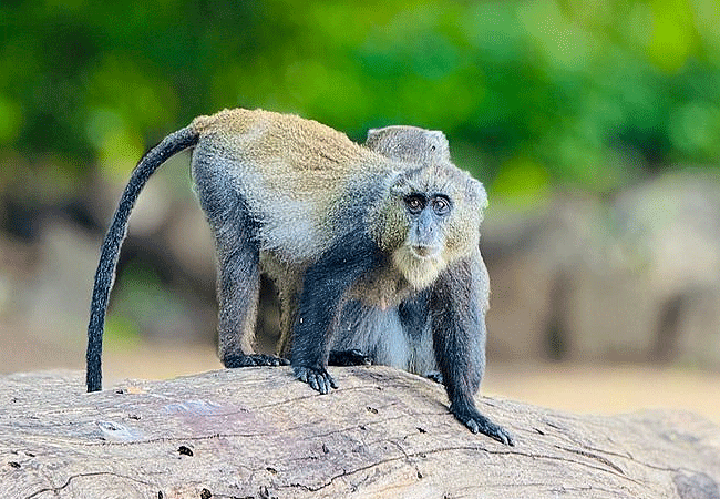 kilaguni-serena-safari-lodge-tsavo-west-national-park-kenya-sykes-monkey Kilaguni Serena Safari Lodge