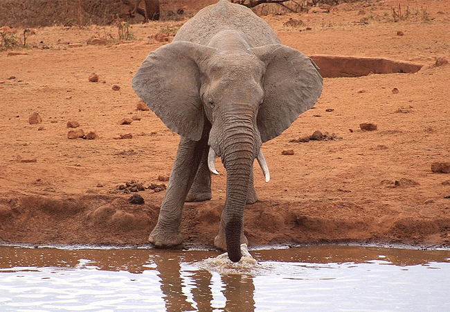 kilaguni-serena-safari-lodge-tsavo-west-national-park-kenya-water-hole Kilaguni Serena Safari Lodge