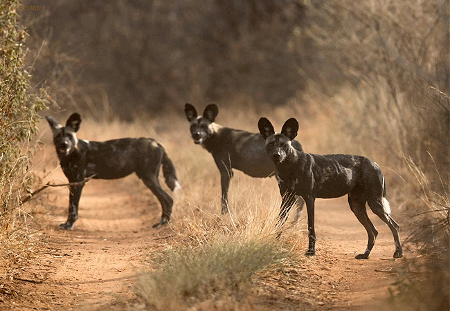 kipalo-hills-lodge-mbulia-conservancy-tsavo-west-natonal-park-enjoys-strong-leopard-and-wild-dog-sightings Kipalo Hills Lodge Mbulia Conservancy Tsavo West National Park