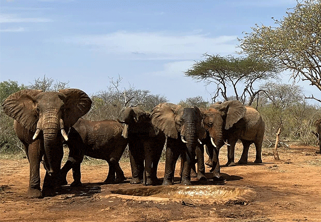 kipalo-hills-lodge-mbulia-conservancy-tsavo-west-natonal-park-waterhole-right-next-to-the-camp-attracts-elephants-buffalos-and-occasionally-even-leopards-and-the-very-rare-wild-dogs Kipalo Hills Lodge Mbulia Conservancy Tsavo West National park