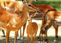Kisumu Impala Sanctuary Park Day Tour – Kenya