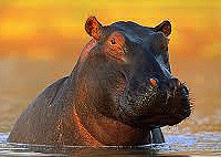 Hippo Point Kisumu Day Tour – Kenya