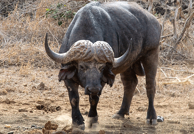 kitani-bandas-tsavo-west-national-park-african-cape-buffalo Kitani Bandas Tsavo West National Park