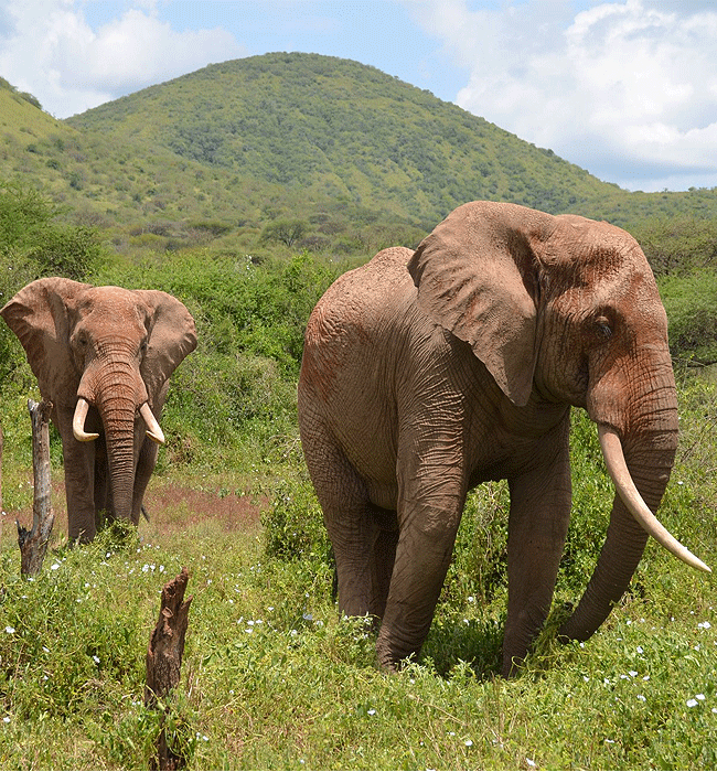 kitani-bandas-tsavo-west-national-park-african-elephants Kitani Bandas Tsavo West National Park