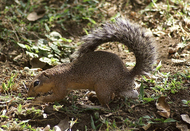 kitani-bandas-tsavo-west-national-park-african-ground-squirrel Kitani Bandas Tsavo West National Park