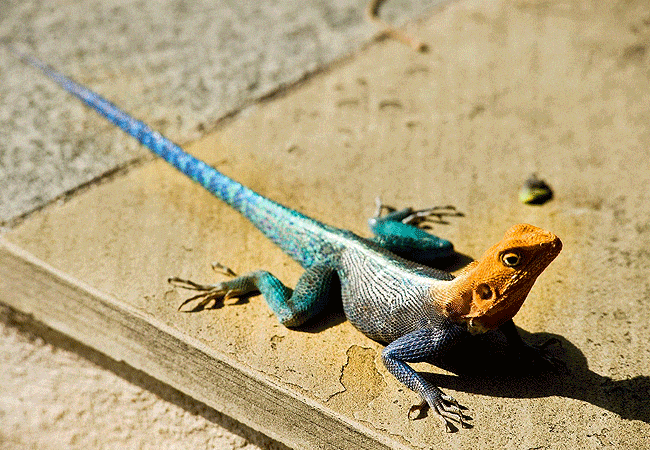 kitani-bandas-tsavo-west-national-park-agama-lizard Kitani Bandas Tsavo West National Park