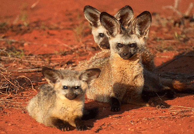 kitani-bandas-tsavo-west-national-park-bat-eared-fox Kitani Bandas Tsavo West National Park