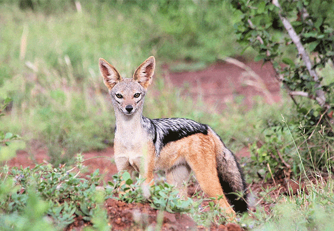 kitani-bandas-tsavo-west-national-park-black-backed-jackal Kitani Bandas Tsavo West National Park
