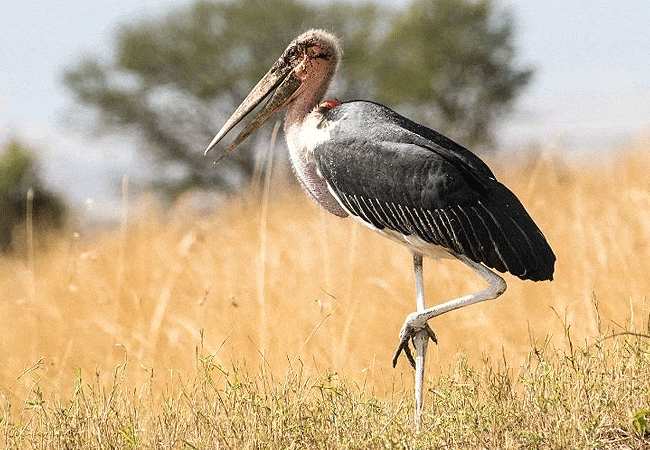 kitani-bandas-tsavo-west-national-park-buffalo-herd-marabou-stork Kitani Bandas Tsavo West National Park