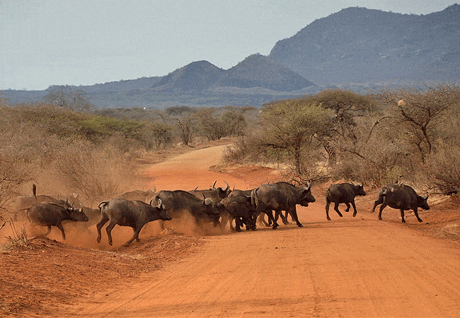 kitani-bandas-tsavo-west-national-park-buffalo-herd Kitani Bandas Tsavo West National Park