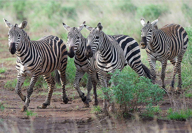 kitani-bandas-tsavo-west-national-park-burchell's zebras Kitani Bandas Tsavo West National Park