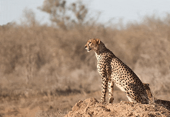 kitani-bandas-tsavo-west-national-park-cheetah Kitani Bandas Tsavo West National Park