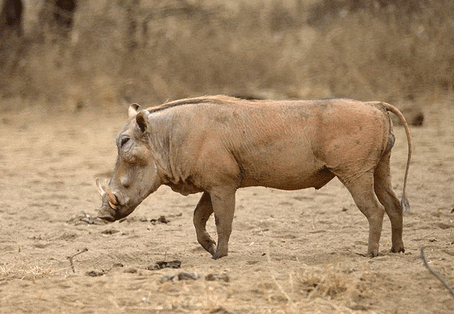 kitani-bandas-tsavo-west-national-park-common warthog Kitani Bandas Tsavo West National Park