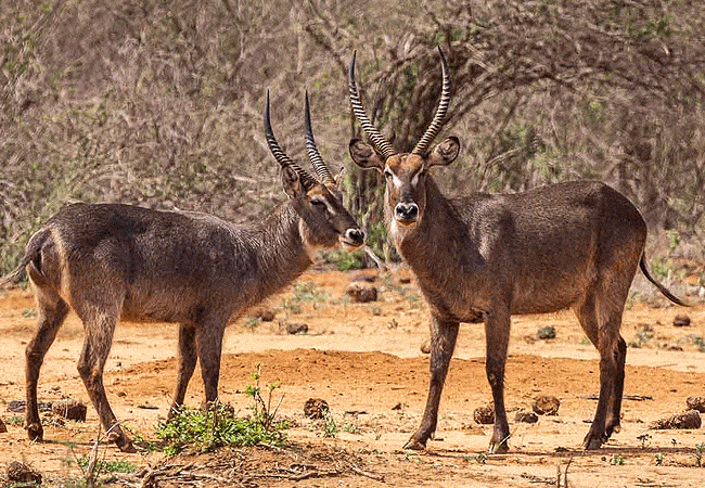 kitani-bandas-tsavo-west-national-park-common-waterbuck Kitani Bandas Tsavo West National Park