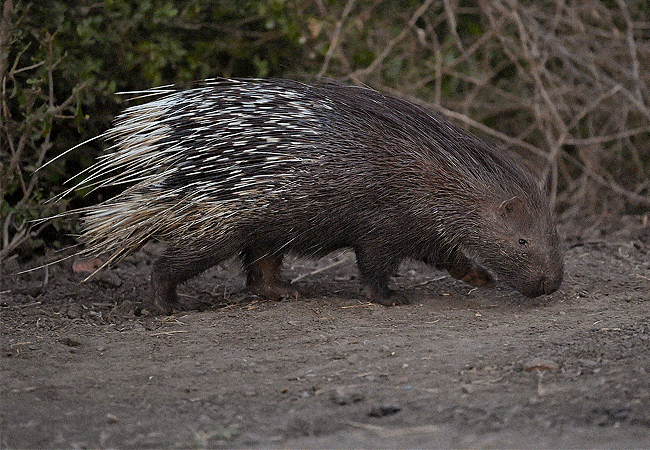 kitani-bandas-tsavo-west-national-park-crested-porcupine Kitani Bandas Tsavo West National Park