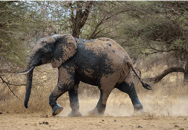 kitani-bandas-tsavo-west-national-park-elephant Kitani Bandas Tsavo West National Park