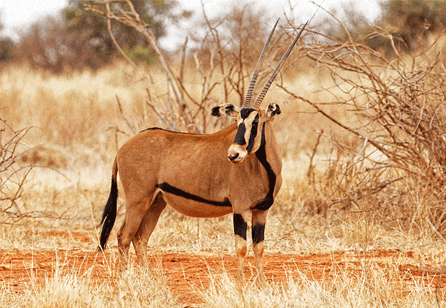 kitani-bandas-tsavo-west-national-park-fringe-eared-oryx Kitani Bandas Tsavo West National Park