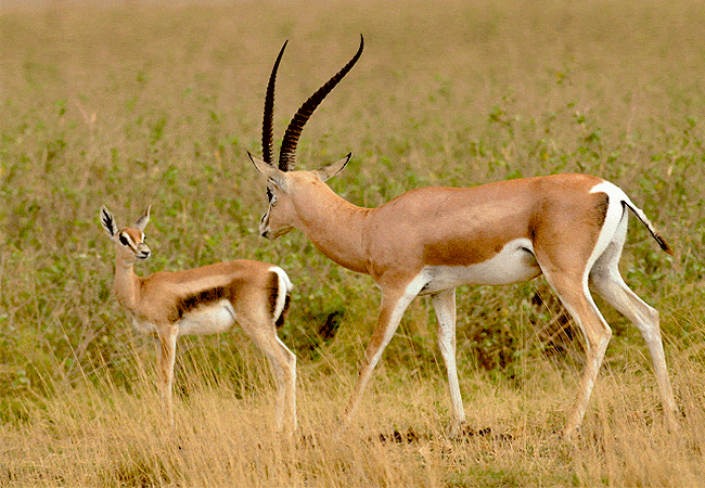 kitani-bandas-tsavo-west-national-park-grants-gazelle Kitani Bandas Tsavo West National Park