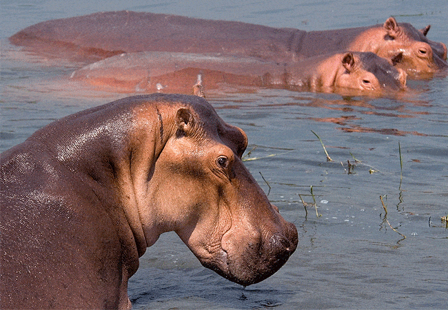 kitani-bandas-tsavo-west-national-park-hippopotamus Kitani Bandas Tsavo West National Park