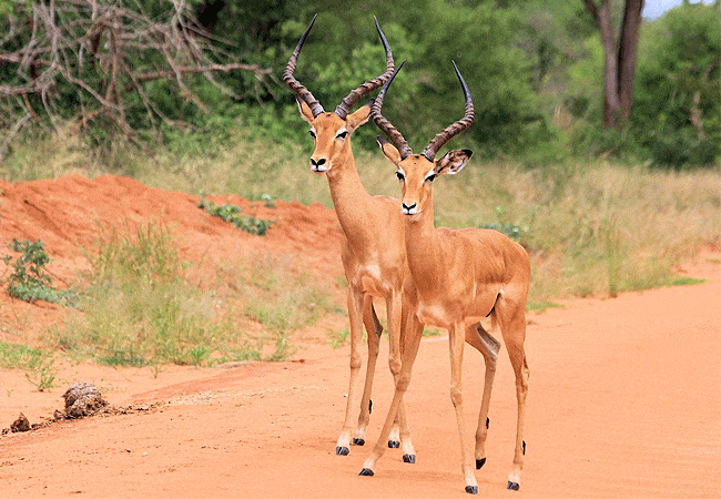 kitani-bandas-tsavo-west-national-park-impala-antelope Kitani Bandas Tsavo West National Park