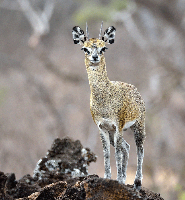 kitani-bandas-tsavo-west-national-park-klipspringer-antelope Kitani Bandas Tsavo West National Park