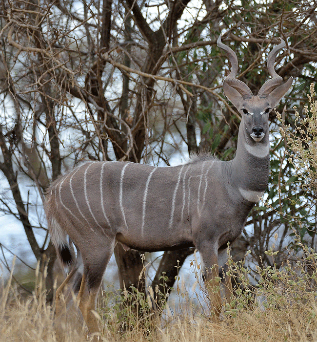 kitani-bandas-tsavo-west-national-park-kudu-antelope Kitani Bandas Tsavo West National Park